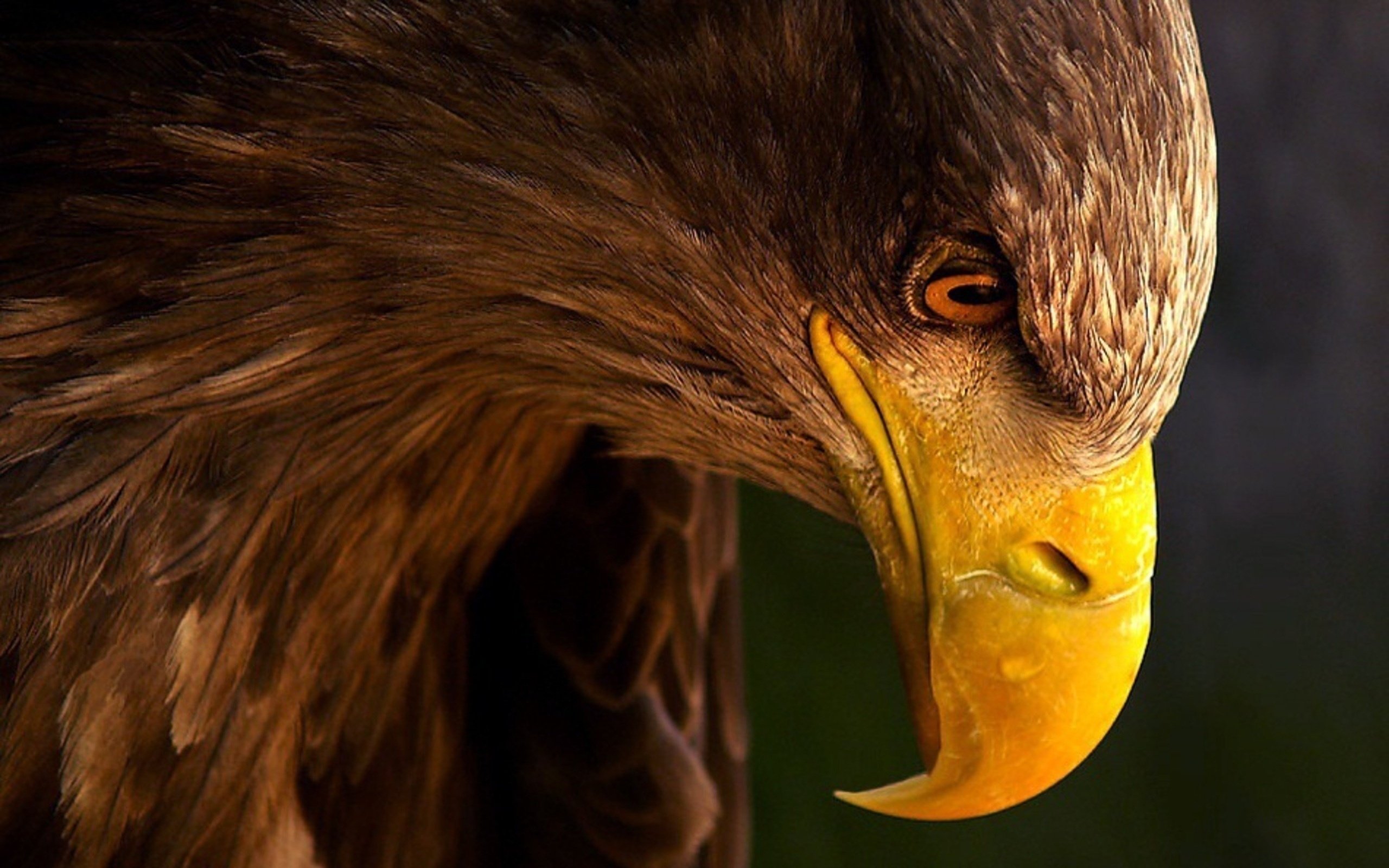 beak, Eyes, Profile, Eagle Wallpaper