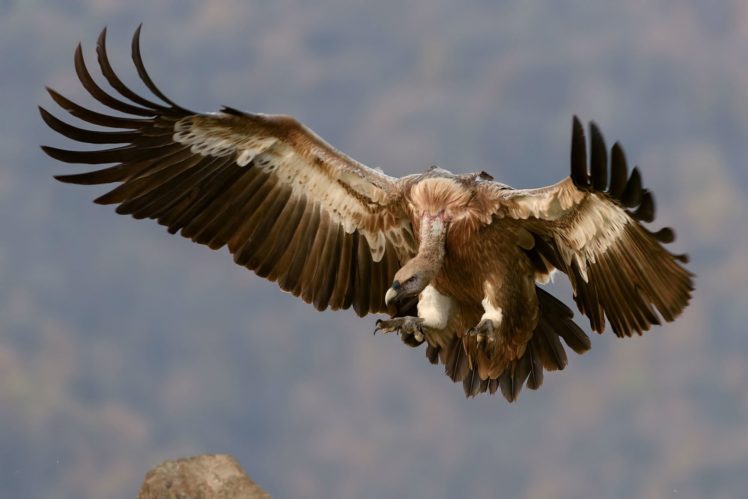 eagle, Sky, Flight, Vulture HD Wallpaper Desktop Background