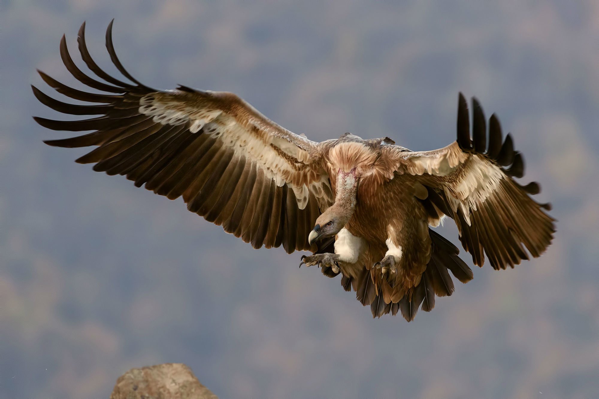 eagle, Sky, Flight, Vulture Wallpaper