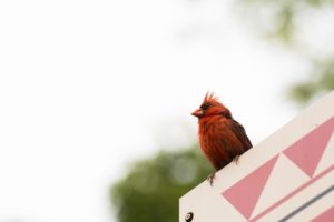 cardinal, Bird, Red