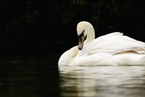 swan, White, Grace, Neck, Pond, Reflection, Contrast, Dark, Background