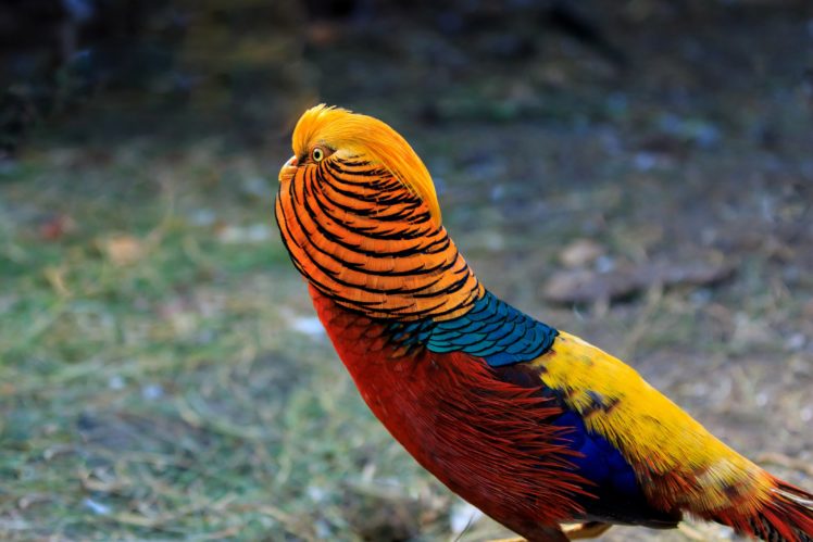 birds, Golden, Pheasant, Animals HD Wallpaper Desktop Background