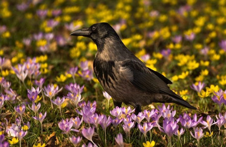crows, Birds, Crocuses, Animals HD Wallpaper Desktop Background