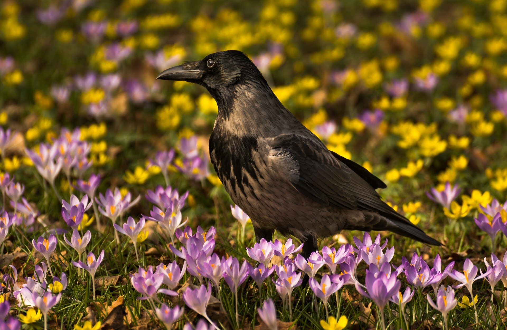 crows, Birds, Crocuses, Animals Wallpaper