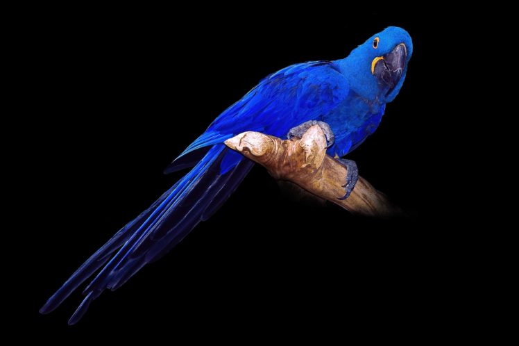 birds, Parrots, Blue, Black, Background, Hyacinth, Macaw, Animal HD Wallpaper Desktop Background