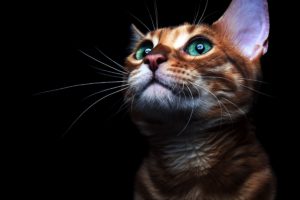 cats, Black, Background, Kittens, Glance, Whiskers, Animals, Wallpapers