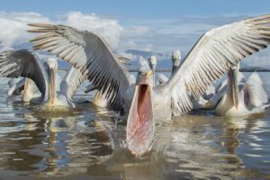 pelicans, Water, Wings, Animals, Wallpapers