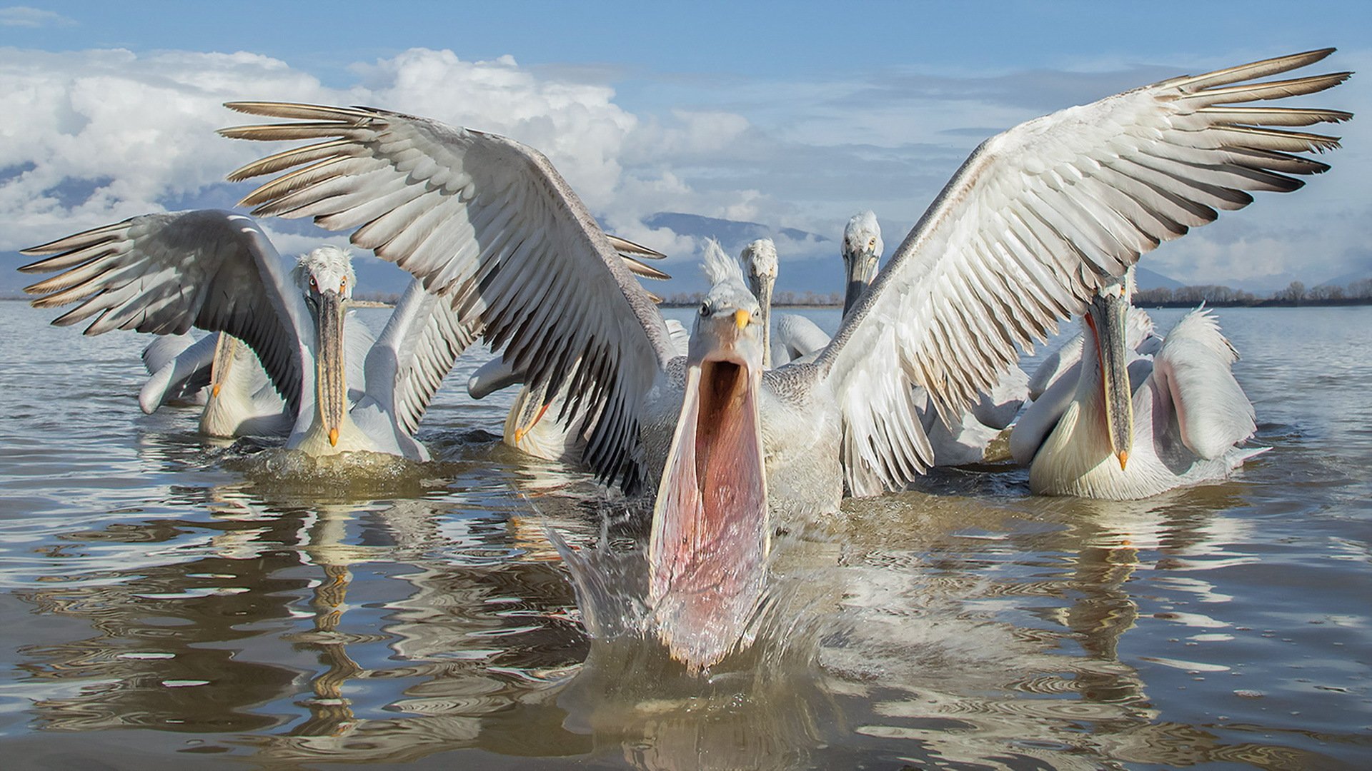 pelicans, Water, Wings, Animals, Wallpapers Wallpaper