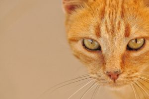cats, Ginger, Color, Glance, Snout, Colored, Background, Animals, Wallpapers