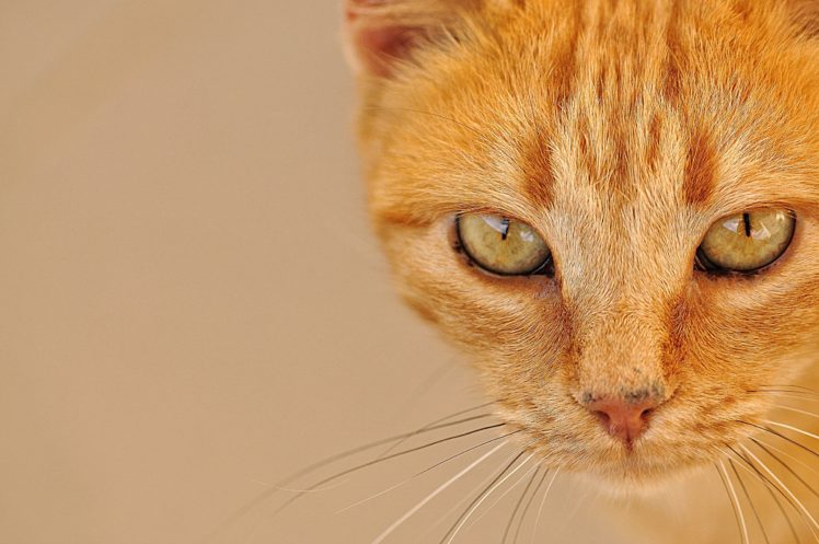 cats, Ginger, Color, Glance, Snout, Colored, Background, Animals, Wallpapers HD Wallpaper Desktop Background