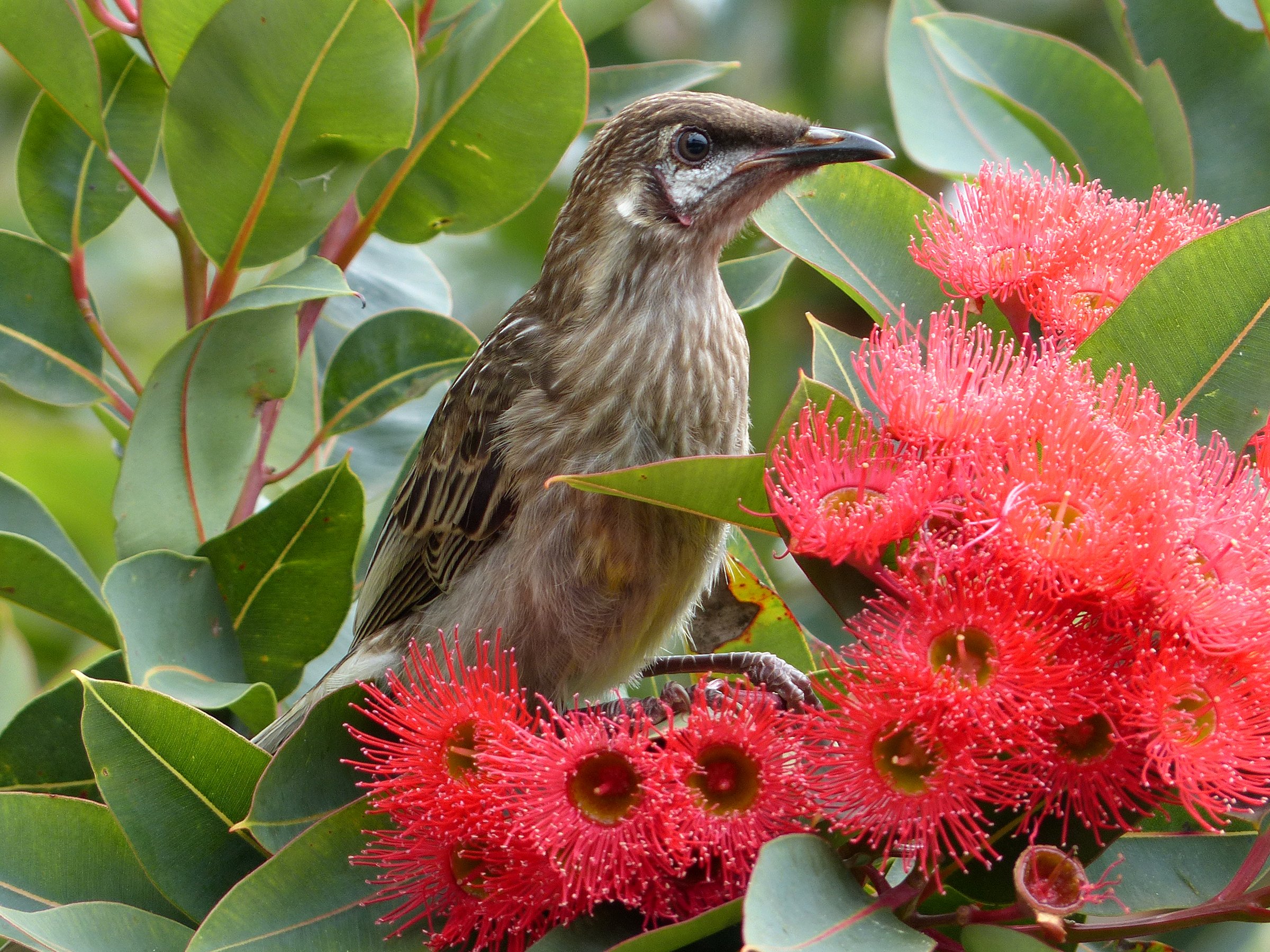 birds, Foliage, Animals, Wallpapers Wallpaper