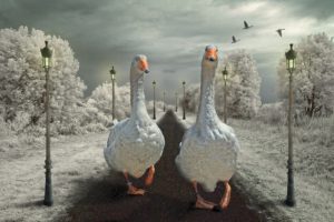 geese, Street, Lights, Two, Animals, Wallpapers