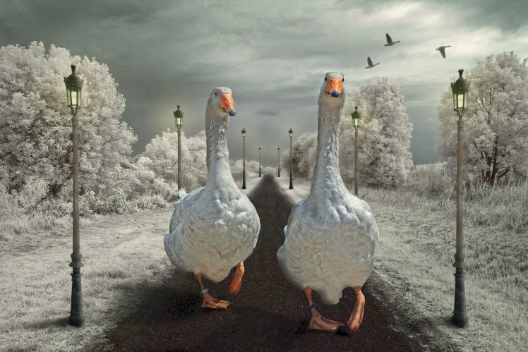 geese, Street, Lights, Two, Animals, Wallpapers HD Wallpaper Desktop Background