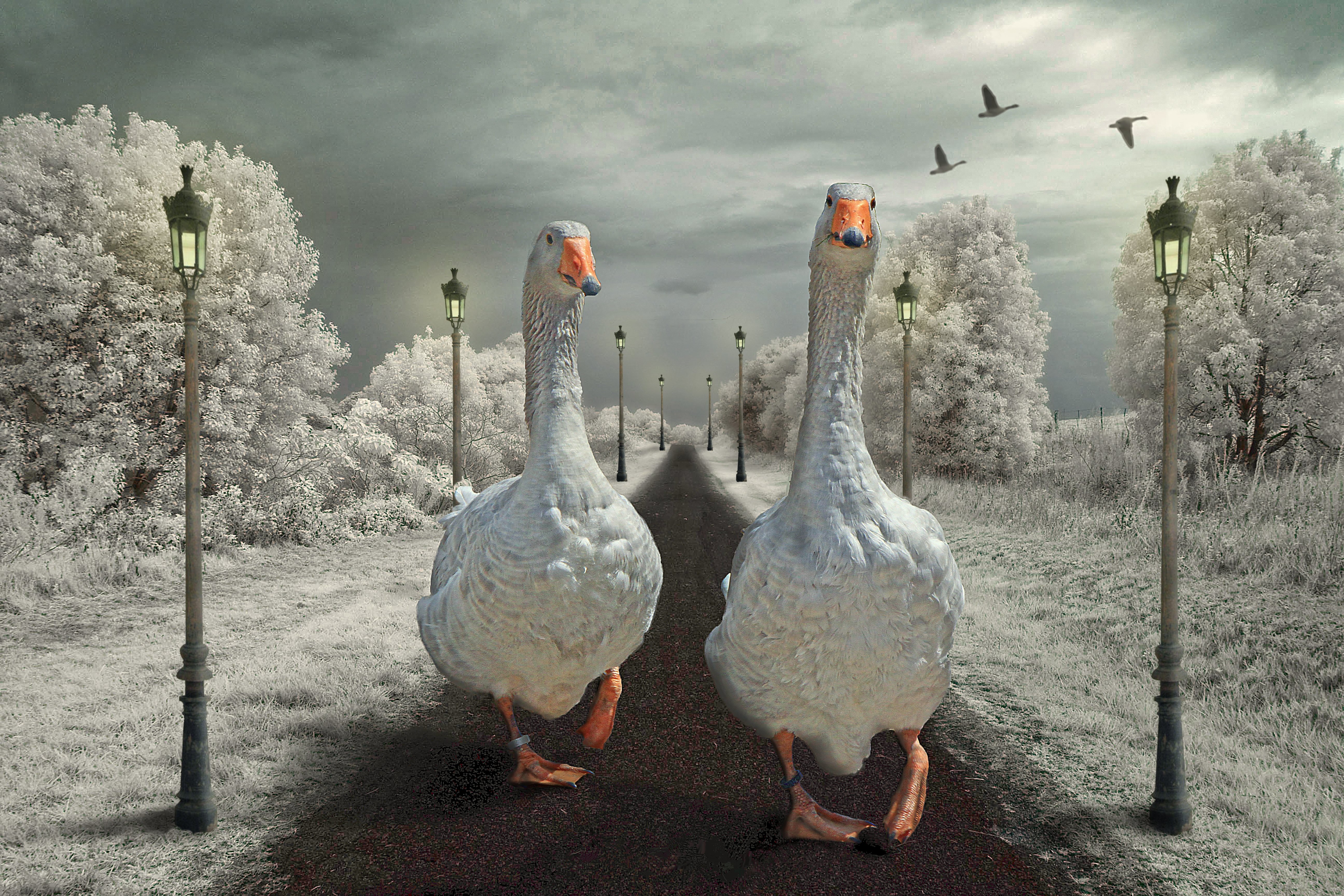 geese, Street, Lights, Two, Animals, Wallpapers Wallpaper