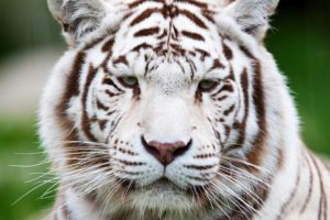 big, Cats, Snow, Leopards, Snout, White, Animals, Wallpapers