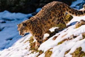 snow, Leopard