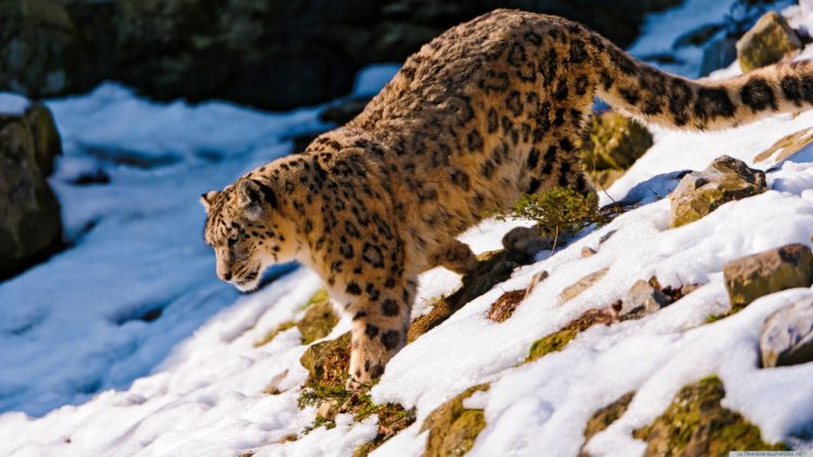 snow, Leopard Wallpapers HD / Desktop