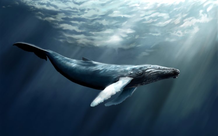 fish, Sperm, Whale, Art, Water, Sea, Whale HD Wallpaper Desktop Background