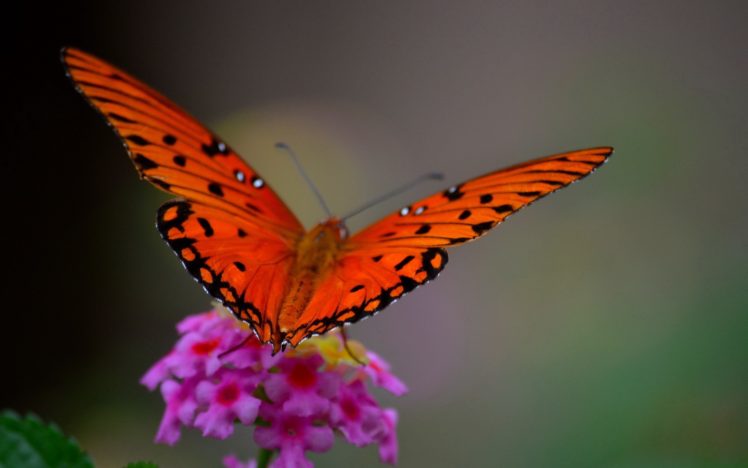 macro, Butterfly, Flower HD Wallpaper Desktop Background