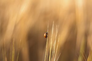 nature, Insects, Summer, Ladybirds