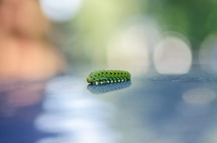 caterpillar HD Wallpaper Desktop Background