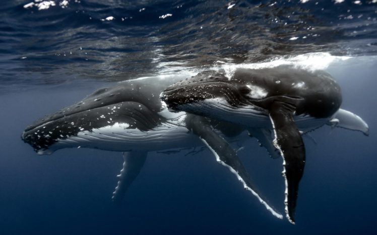 nature, Sea, Whales, Animal, Fish HD Wallpaper Desktop Background