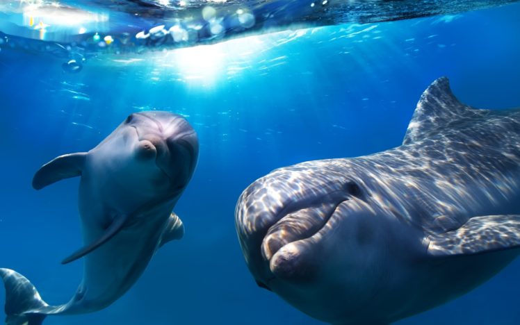 sea, Dolphins, Sun, Views, Water HD Wallpaper Desktop Background