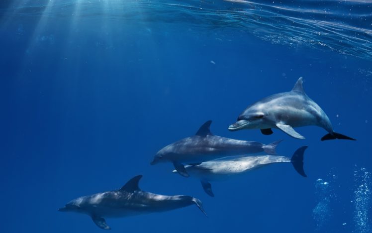 water, Rays, Bubbles, Dolphins, Sea HD Wallpaper Desktop Background