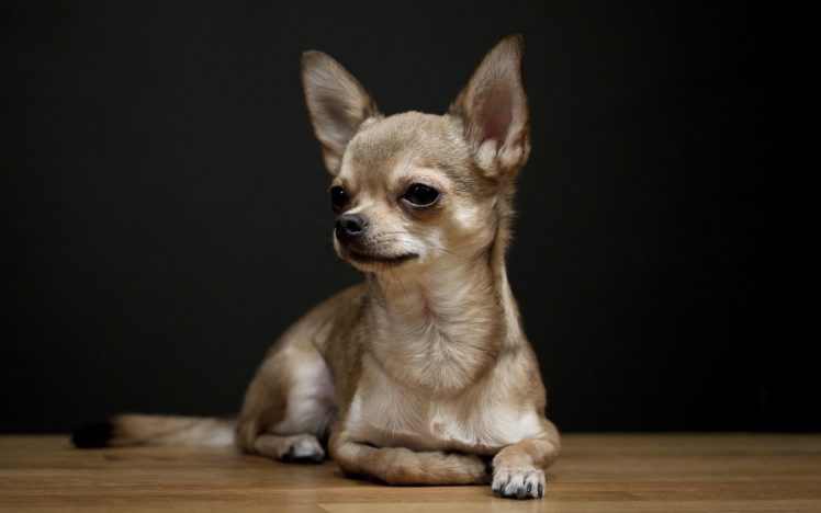 perro, Chihuahua, Canino HD Wallpaper Desktop Background