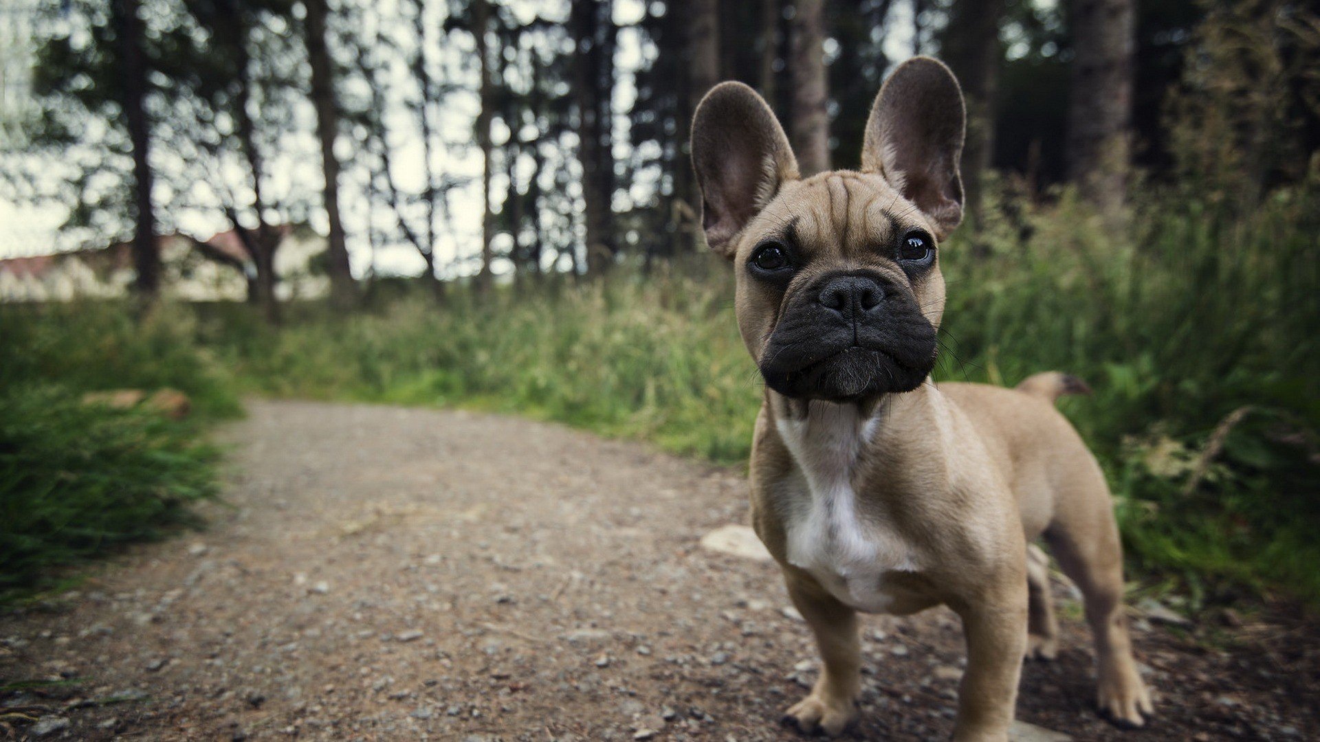 perro, Bulldogs, Animales Wallpaper