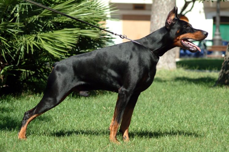 perro, Dobermann, Animales, Caniso HD Wallpaper Desktop Background