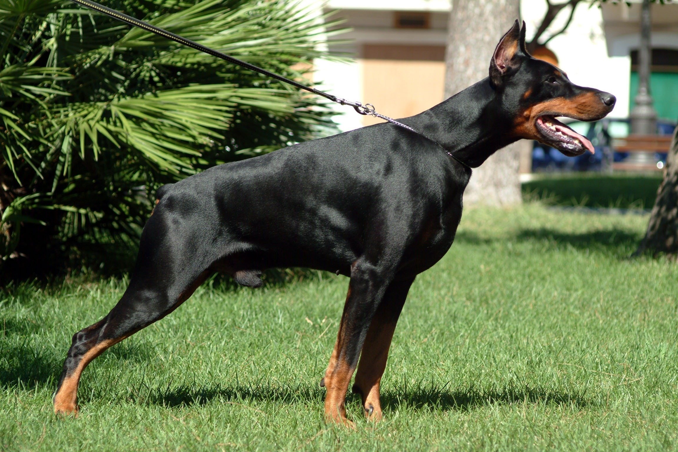 perro, Dobermann, Animales, Caniso Wallpaper