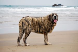 perro, Mastin, Playa