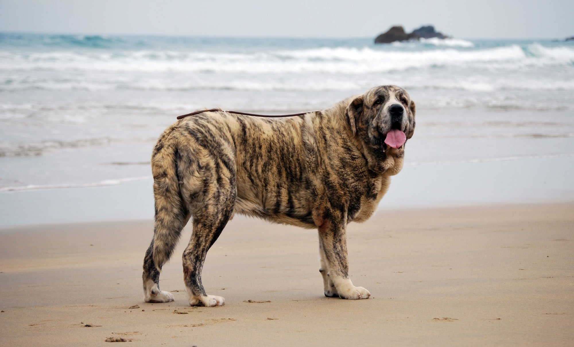 perro, Mastin, Playa Wallpaper