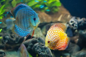 peces, Colores, Arrecife