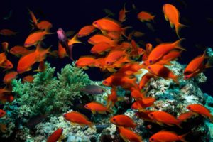 peces, Colores, Arrecife