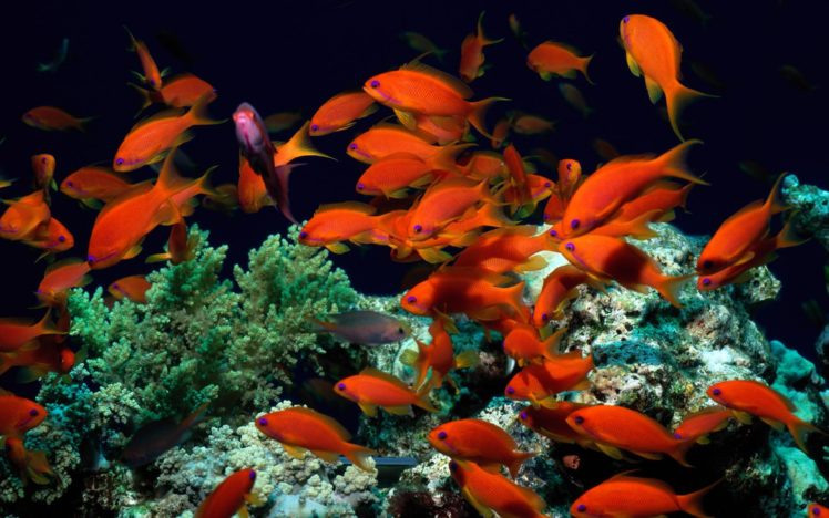 peces, Colores, Arrecife HD Wallpaper Desktop Background