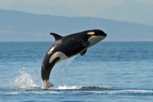 ballena, Orca, Santando, Animales