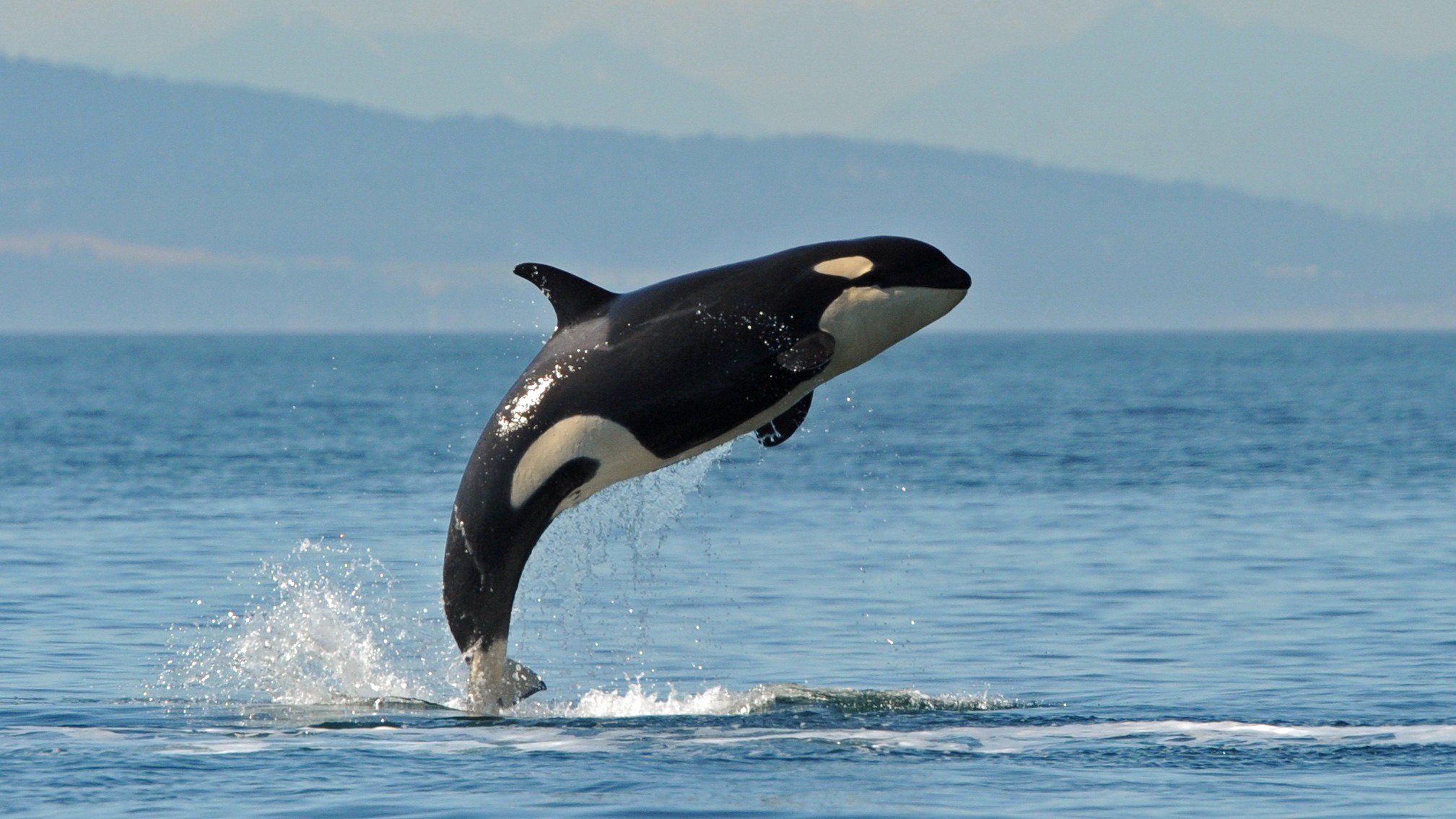 ballena, Orca, Santando, Animales Wallpaper