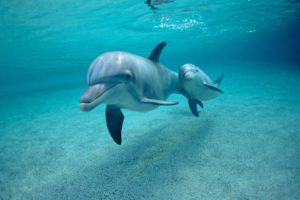 pareja, Delfines, Nadando