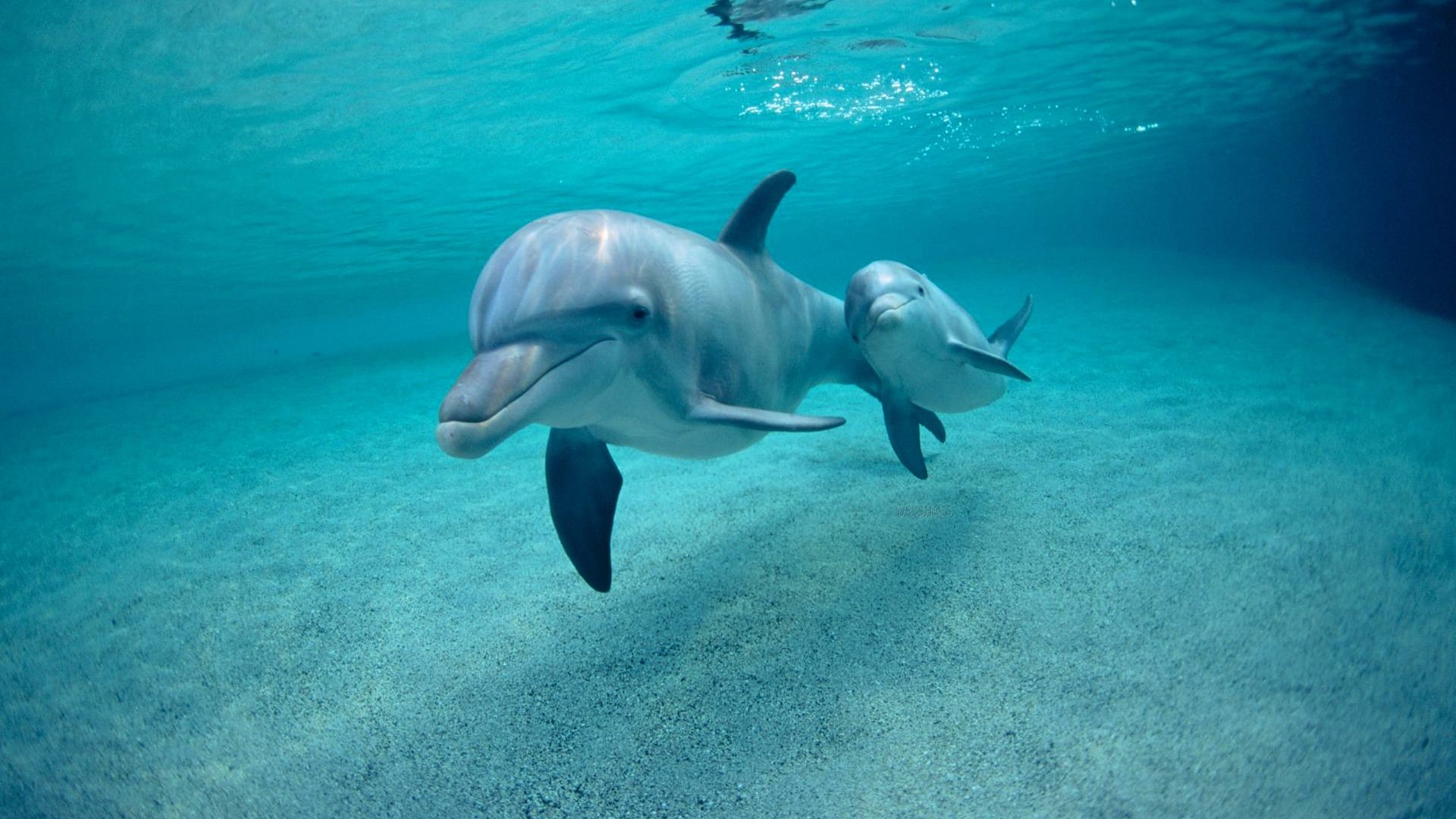 pareja, Delfines, Nadando Wallpaper
