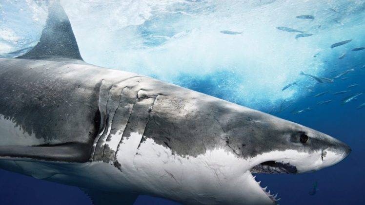 tiburon, Blanco, Peces, Animales HD Wallpaper Desktop Background