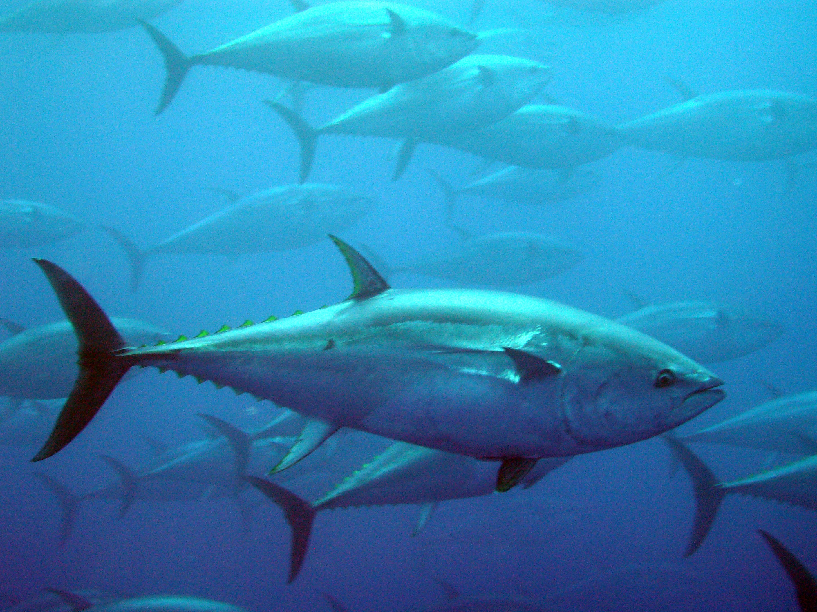 banco, Atunes, Peces Wallpaper