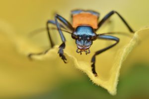 escarabajo, Insectos, Animales, Colores