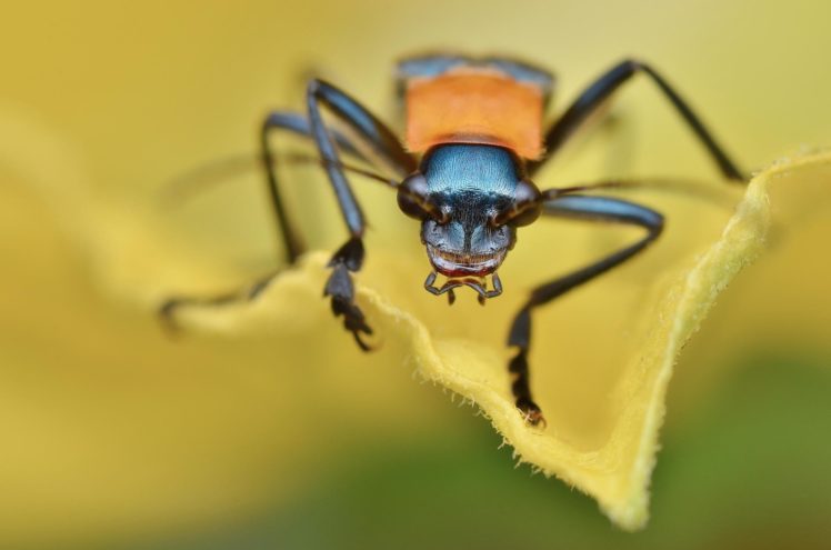 escarabajo, Insectos, Animales, Colores HD Wallpaper Desktop Background