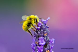 abeja, Polinizando, Flores, Insectos