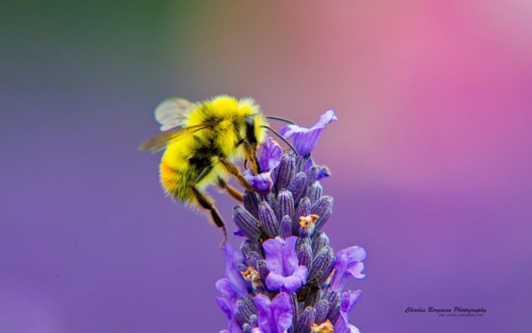 abeja, Polinizando, Flores, Insectos HD Wallpaper Desktop Background
