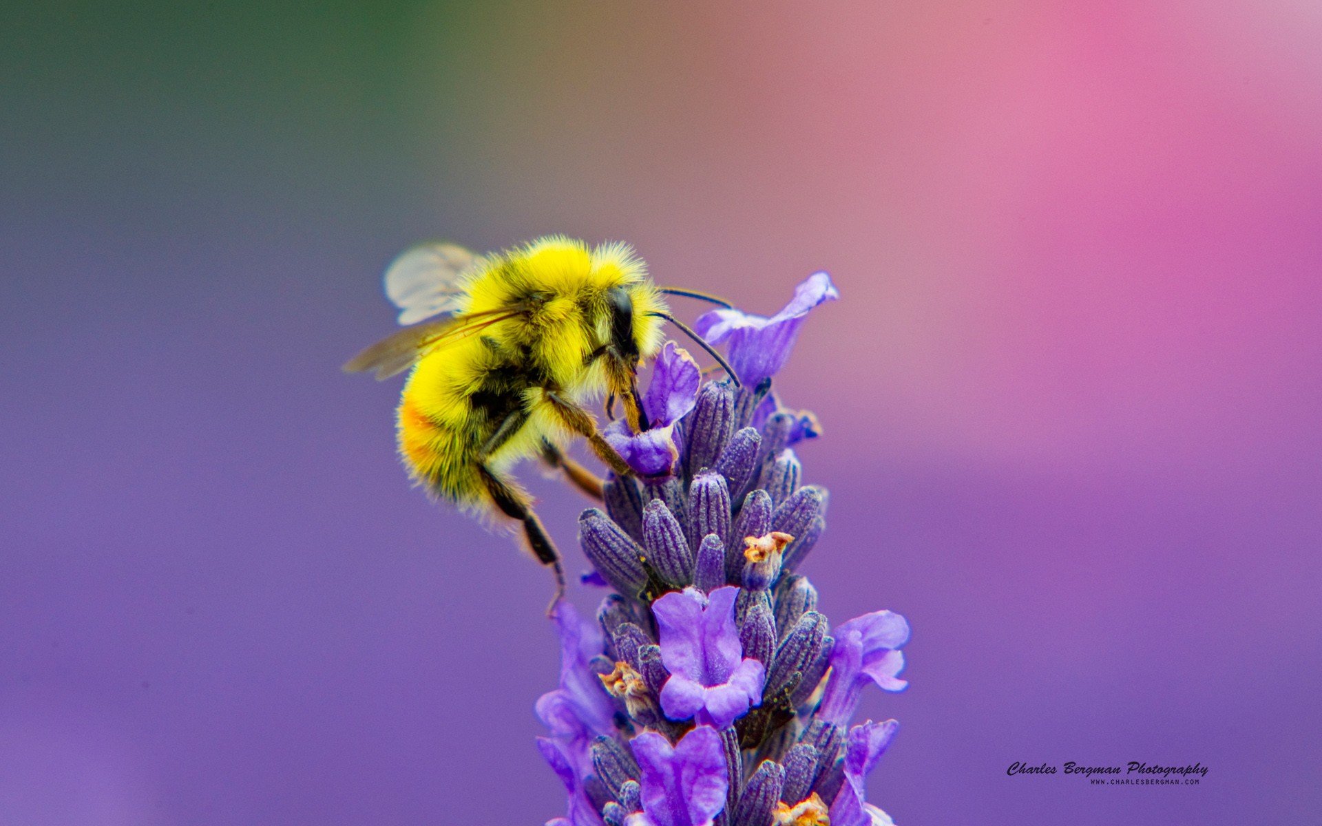 abeja, Polinizando, Flores, Insectos Wallpaper