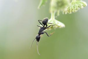 hormiga, Insecto, Animales