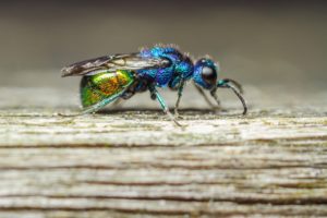 mosca, Azul, Insecto, Animales